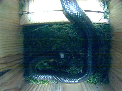 Serpente si mangia le uova